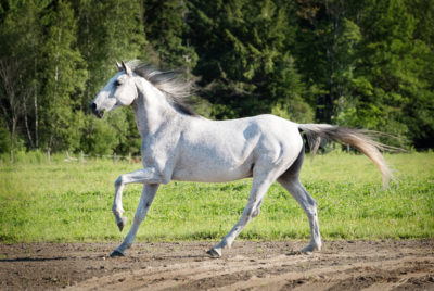 Meet The Horses Cindy Ann Coaching